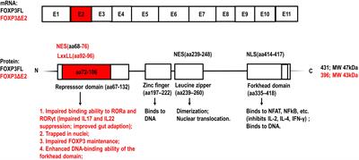 Metabolic regulation of forkhead box P3 alternative splicing isoforms and their impact on health and disease